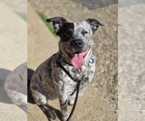 Mutt Dogs for adoption in Bardstown, KY, USA