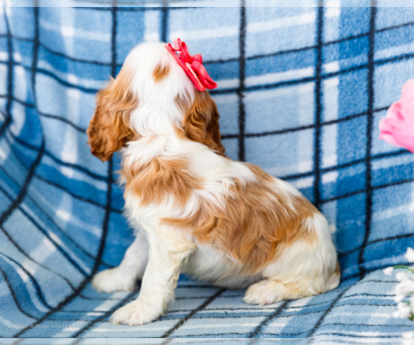 Medium Photo #9 Cockalier Puppy For Sale in WAKARUSA, IN, USA