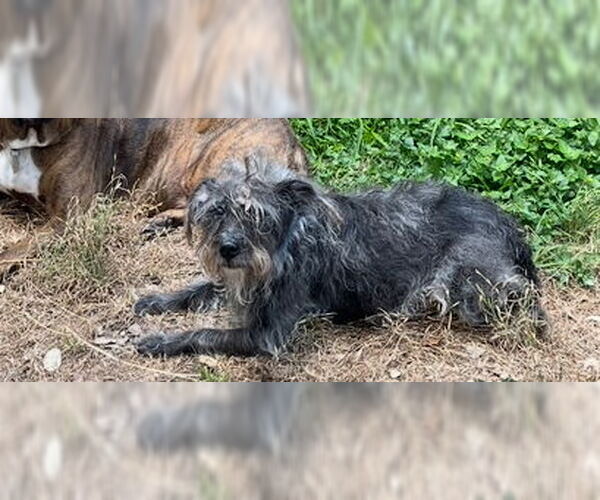 Medium Photo #1 Mutt Puppy For Sale in San Antonio, TX, USA