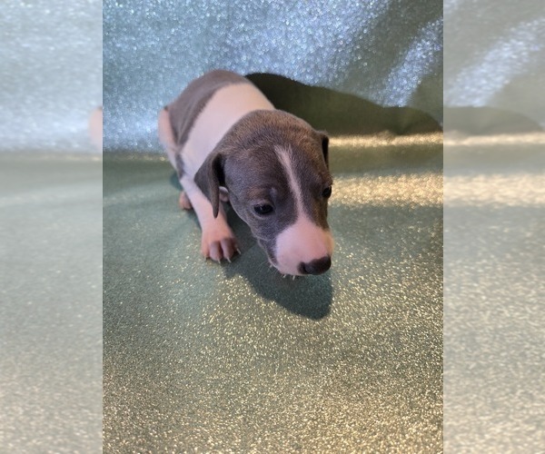 Medium Photo #3 Italian Greyhound Puppy For Sale in NESBIT, MS, USA