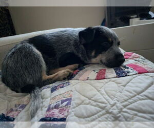 Australian Cattle Dog Puppy for sale in VANCOUVER, WA, USA
