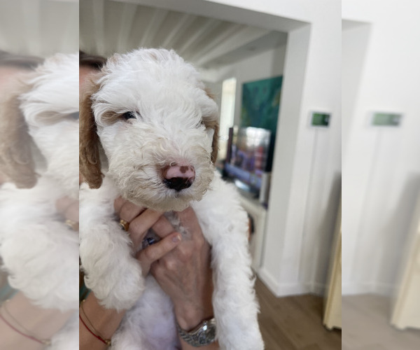 Medium Photo #3 Goldendoodle Puppy For Sale in EL PORTAL, FL, USA