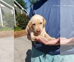 Small Photo #12 Labrador Retriever Puppy For Sale in CORDELE, GA, USA