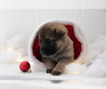 Small Photo #5 German Shepherd Dog Puppy For Sale in AUBURN, KY, USA