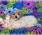 Small Photo #4 Pookimo Puppy For Sale in QUARRYVILLE, PA, USA