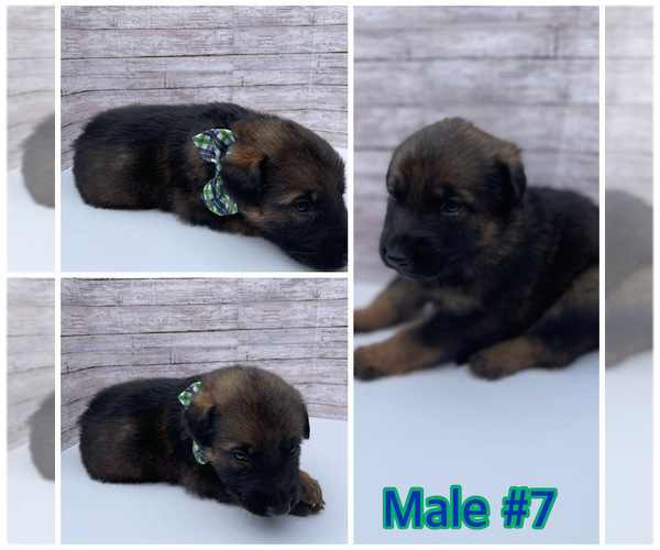 Medium Photo #11 Malinois Puppy For Sale in OXNARD, CA, USA