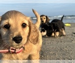 Puppy 2 Dachshund