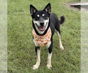 MAX - Male Gerberian Shepsky Dog for Adoption - Photo #3