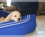 Small #61 Labrador Retriever