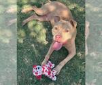 Small #1 American Pit Bull Terrier Mix