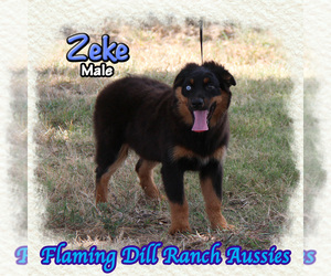 Miniature Australian Shepherd Puppy for sale in FORESTBURG, TX, USA