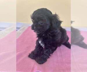 ShihPoo Puppy for Sale in WINGATE, North Carolina USA