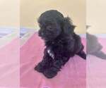 Image preview for Ad Listing. Nickname: Litter of 5