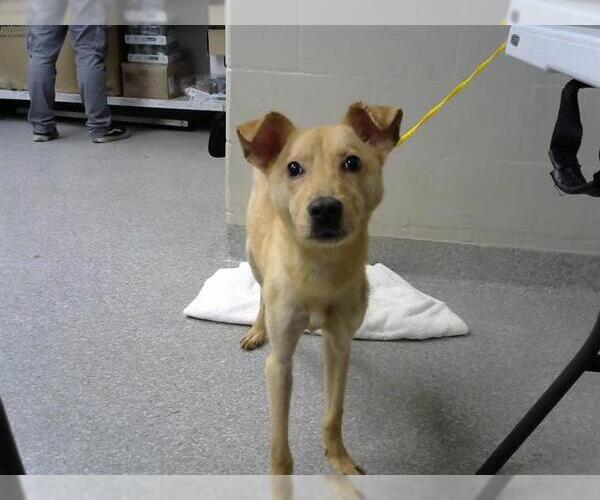 Medium Photo #1 Basenji-Unknown Mix Puppy For Sale in Pasadena, TX, USA