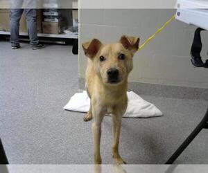 Basenji-Unknown Mix Dogs for adoption in Pasadena, TX, USA