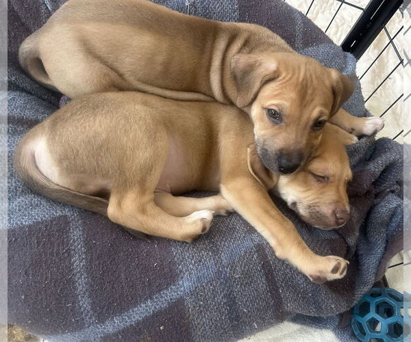 Medium Photo #6 Labrador Retriever-Unknown Mix Puppy For Sale in Germantown, OH, USA