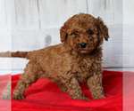 Small Photo #2 Goldendoodle-Poodle (Miniature) Mix Puppy For Sale in PARADISE, PA, USA