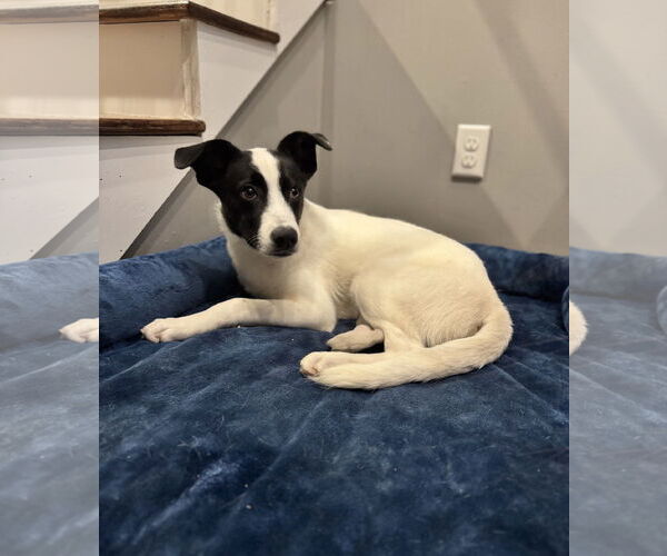 Medium Photo #4 Mutt Puppy For Sale in Yardley, PA, USA