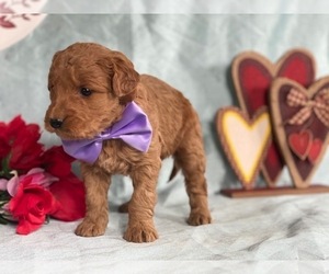 Goldendoodle Puppy for sale in LANCASTER, PA, USA
