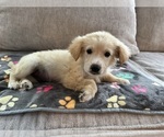 Small #4 Goldendoodle