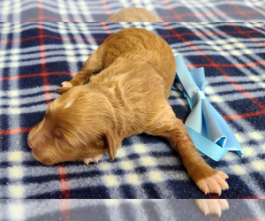 Goldendoodle (Miniature) Puppy for sale in ROY, UT, USA