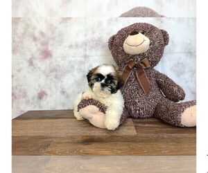 Shih Tzu Puppy for sale in AMITY, NC, USA