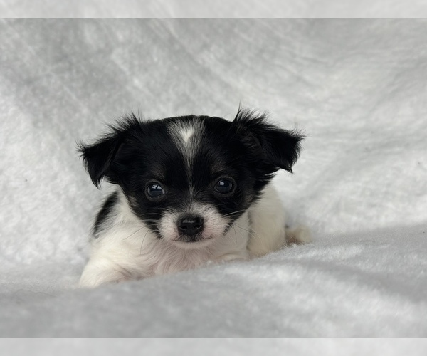 Medium Photo #4 Chihuahua Puppy For Sale in FARMINGTON, AR, USA