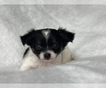 Small Photo #4 Chihuahua Puppy For Sale in FARMINGTON, AR, USA