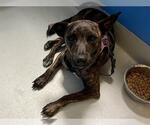 Small American Pit Bull Terrier Mix