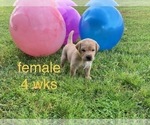Small Photo #6 Labrador Retriever Puppy For Sale in EDGEWOOD, TX, USA