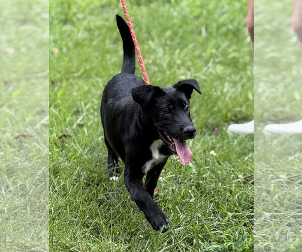 Medium Photo #2 Mutt Puppy For Sale in Yardley, PA, USA