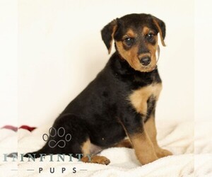 Airedale Terrier Puppy for sale in HOLTWOOD, PA, USA