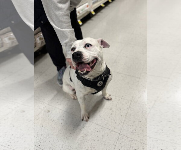 Medium Photo #16 American Staffordshire Terrier-Unknown Mix Puppy For Sale in Holly Springs, NC, USA