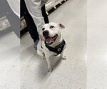 Small #15 American Staffordshire Terrier Mix