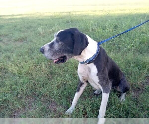 Medium Photo #3  Puppy For Sale in , 