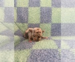 Small #6 Chihuahua