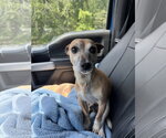 Small #4 Chihuahua