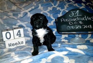 Aussiedoodle Puppy for sale in FLINT, TX, USA