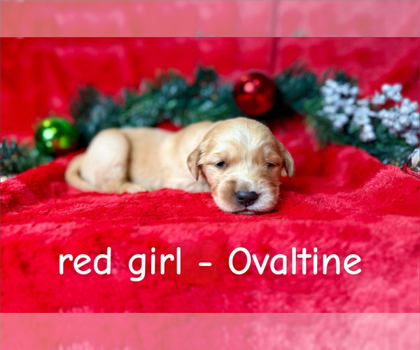 Medium Photo #5 Golden Retriever Puppy For Sale in LANDRUM, SC, USA