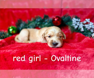 Medium Golden Retriever