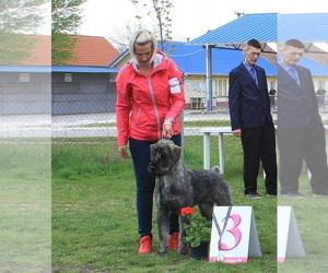 Schnauzer (Giant) Puppy for sale in Hatvan, Heves, Hungary