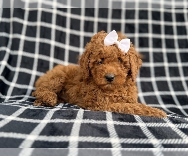 Medium Photo #8 Cock-A-Poo Puppy For Sale in LAKELAND, FL, USA