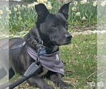 Small #6 Chihuahua