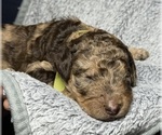 Small #3 Goldendoodle