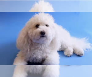 Father of the Maltipoo (Miniature) puppies born on 05/26/2026