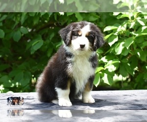 Australian Shepherd Puppy for sale in EASTON, MO, USA