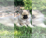Small Photo #74 Keeshond Puppy For Sale in FAYETTEVILLE, TN, USA