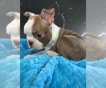 Small #7 Boston Terrier