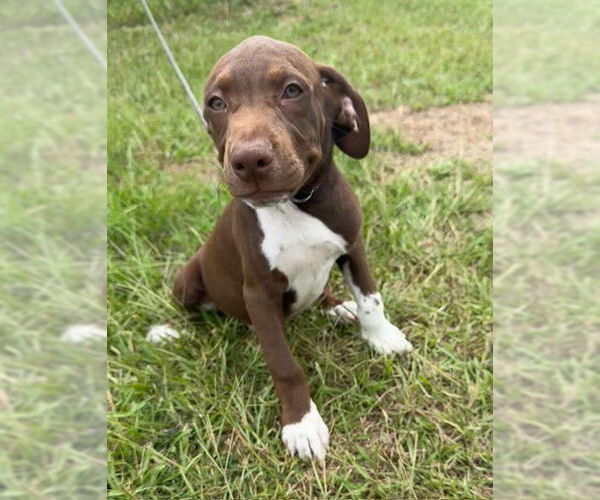 Medium Photo #2 Pointer-Unknown Mix Puppy For Sale in Tarrytown, GA, USA