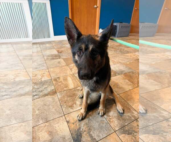 Medium Photo #2 German Shepherd Dog Puppy For Sale in Montello, WI, USA